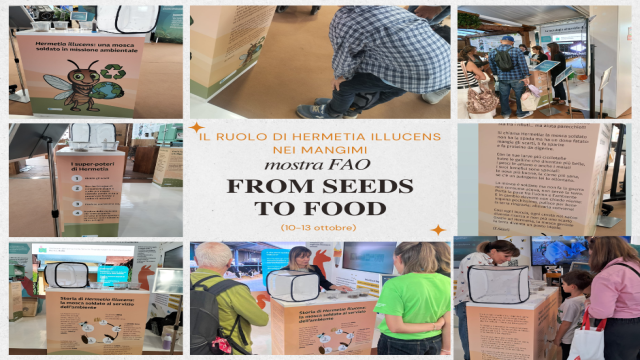 Verso un futuro sostenibile: il ruolo di Hermetia illucens nei mangimi e la partecipazione dell’IZSLT alla mostra FAO “From Seeds to Food” Verso un futuro sostenibile: il ruolo di Hermetia illucens nei mangimi e la partecipazione dell’IZSLT alla mostra FAO “From Seeds to Food”